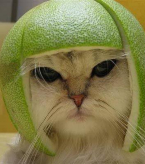 lime-cat